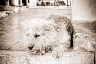 Illustration for article titled Shooting Challenge Pets Gallery 6